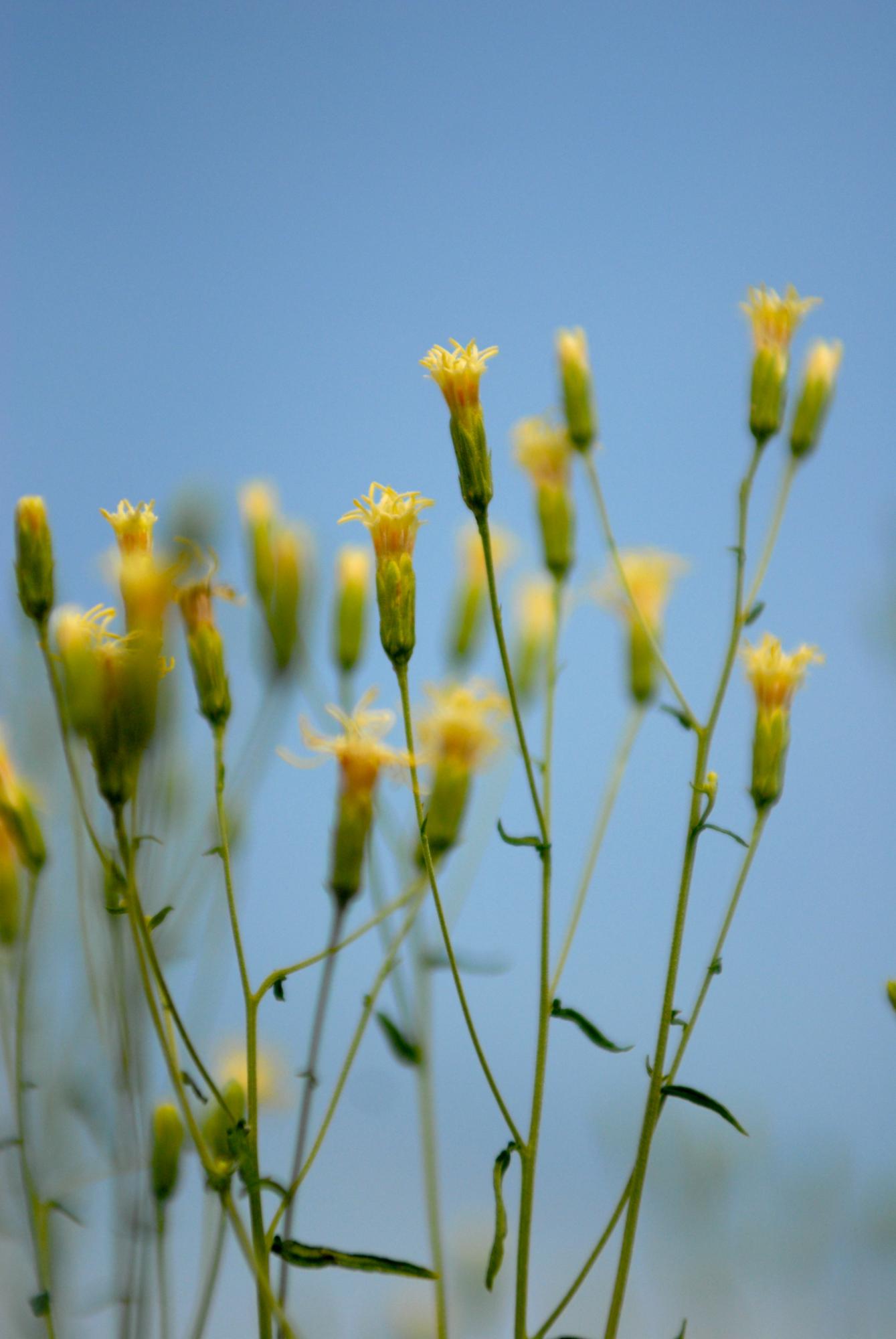 Florida has the sixth-highest floral diversity in the US, with roughly 2,600 native plants, 155 of which are endemic to the state. More than 500 plants are considered state-threatened or endangered, and more than 60 plants are federally listed under the Endangered Species Act. Yet, Florida’s State Wildlife Action Plan excludes plants defining wildlife as “any species of wild, free-ranging fauna including fish.” | Photo by Kristen Bartlett Grace/Florida Museum of Natural History