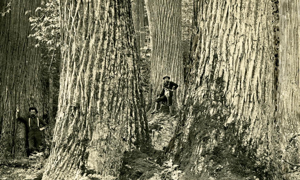 The bygone era of American chestnut