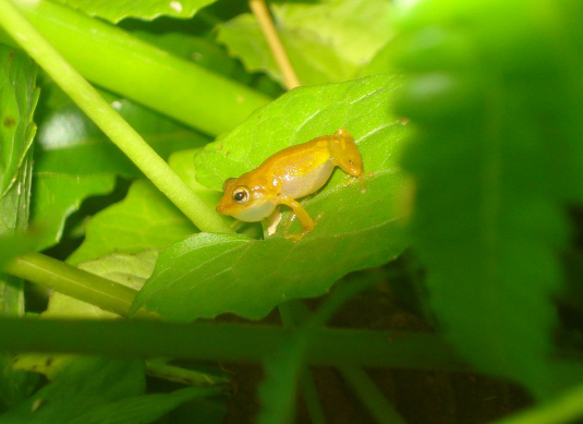 This species of Coquí llanero is endemic to a single marsh habitat that faces mounting pressure from changing land use, land cover, and nearby sea levels.