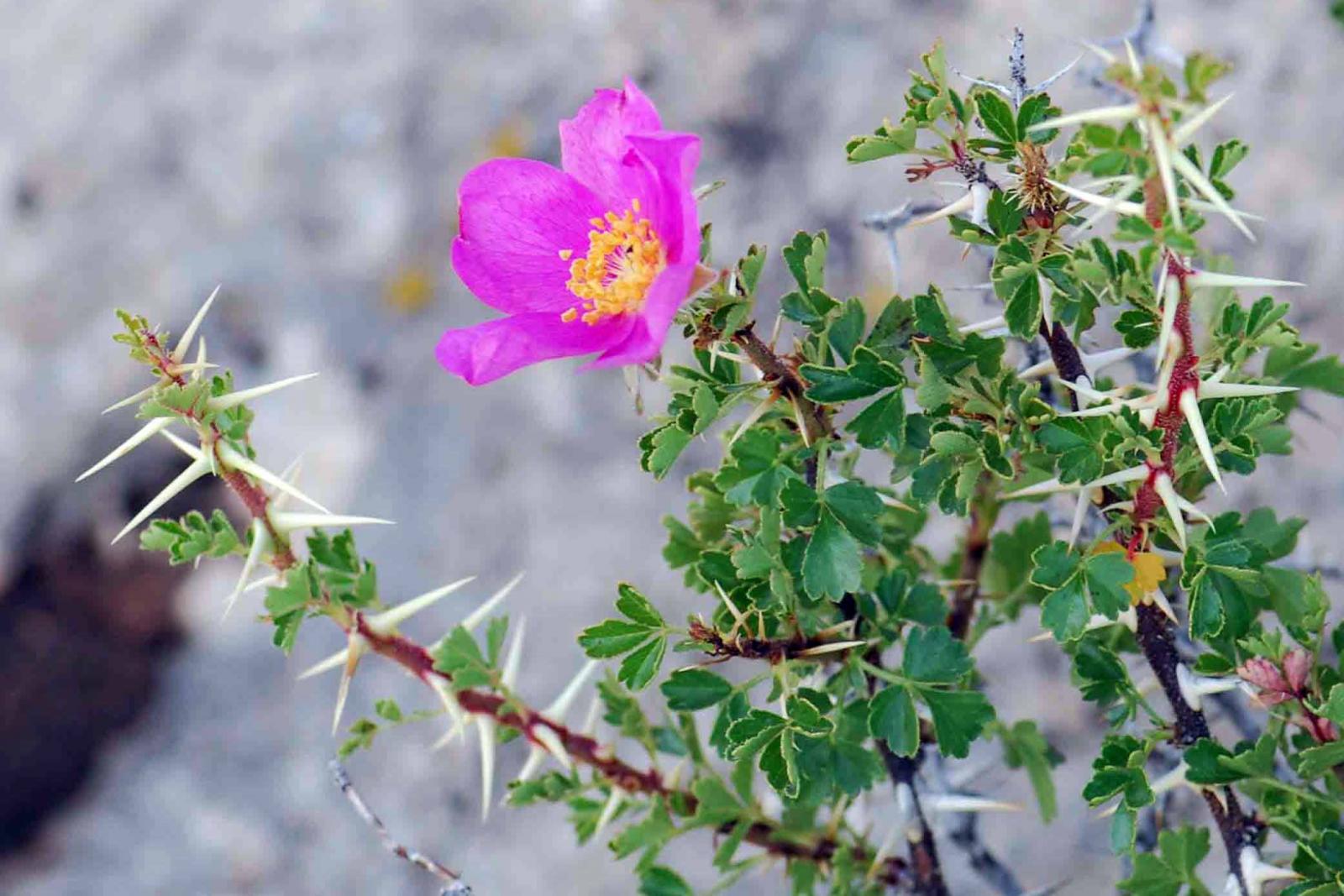 NatureServe ranks the desert rose (Rosa stellata) as "vulnerable" in New Mexico and "imperiled" in Arizona. | Photo by Greg Goodwin for the Southwest Environmental Information Network