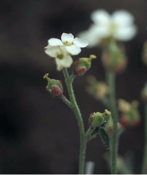 The government of the Northwest Terrorites believes there are as few as 15-20,000 hairy braya plants left in existence. | Photo by Jim Harris