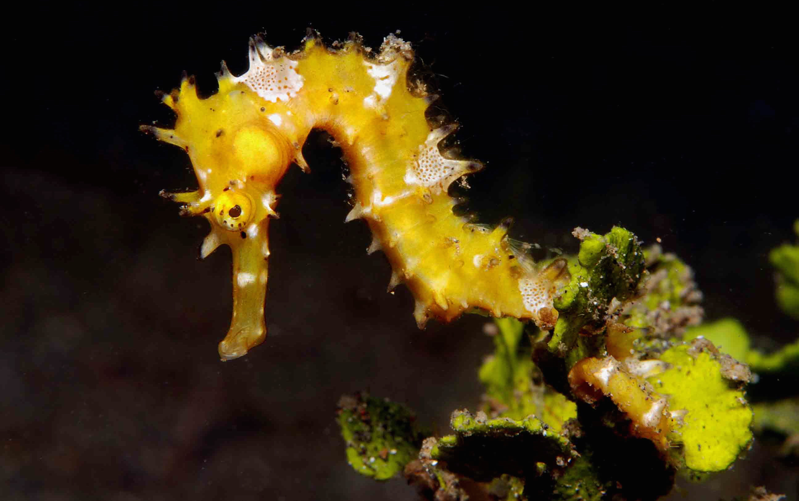 For seven years, NatureServe Chief Scientist Healy Hamilton has been on a mission to advance knowledge of the family Sygnathidae, which includes this tiny seahorse - Hippocampus histrix - she spotted in the waters off Australia. | Photo by Graham Short