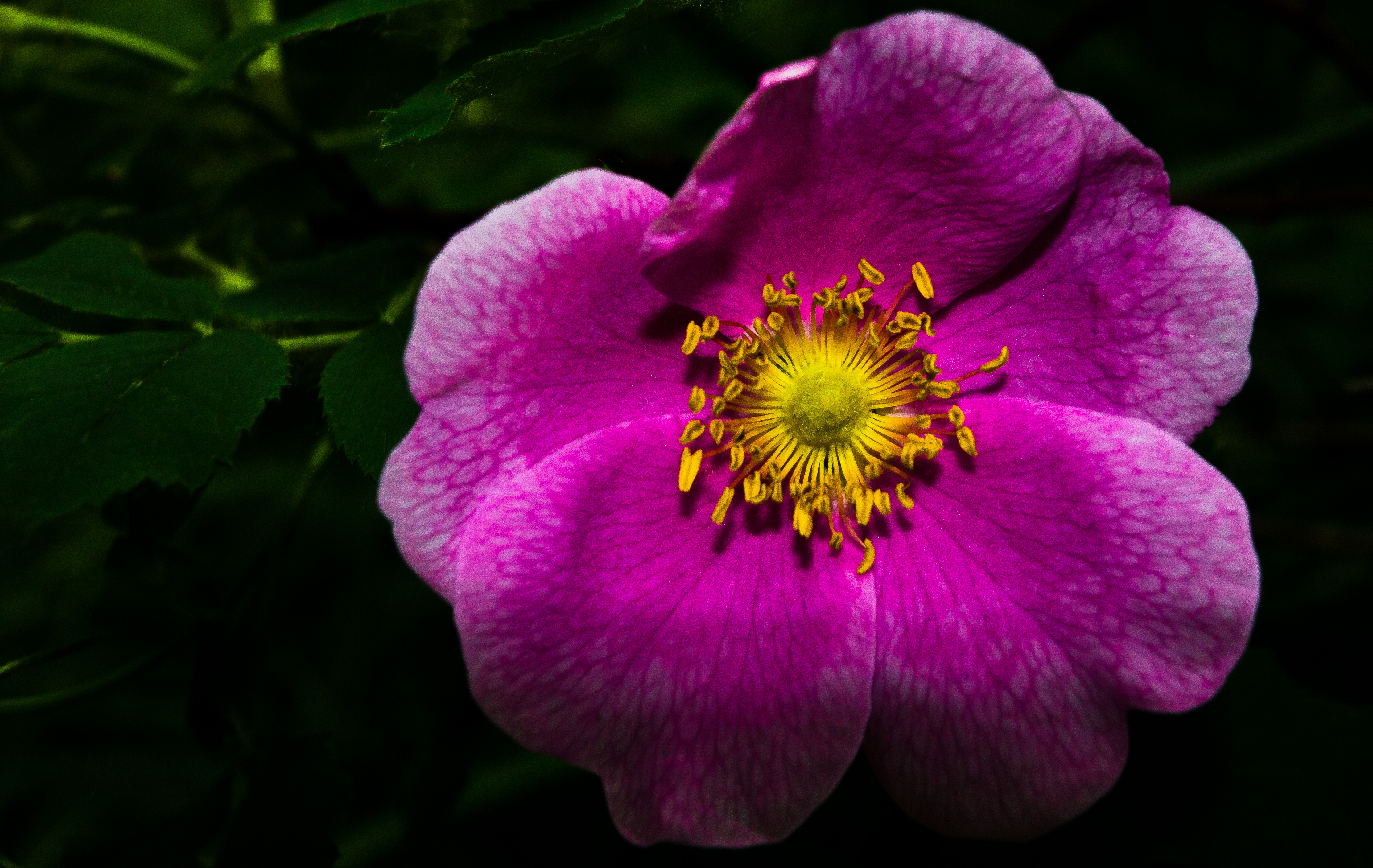 Official flower of Alberta, the prickly rose (Rosa arcicularis) is in danger of disappearing from other parts of its range, particularly in New England. | Photo by Kelly Marcum on Flickr