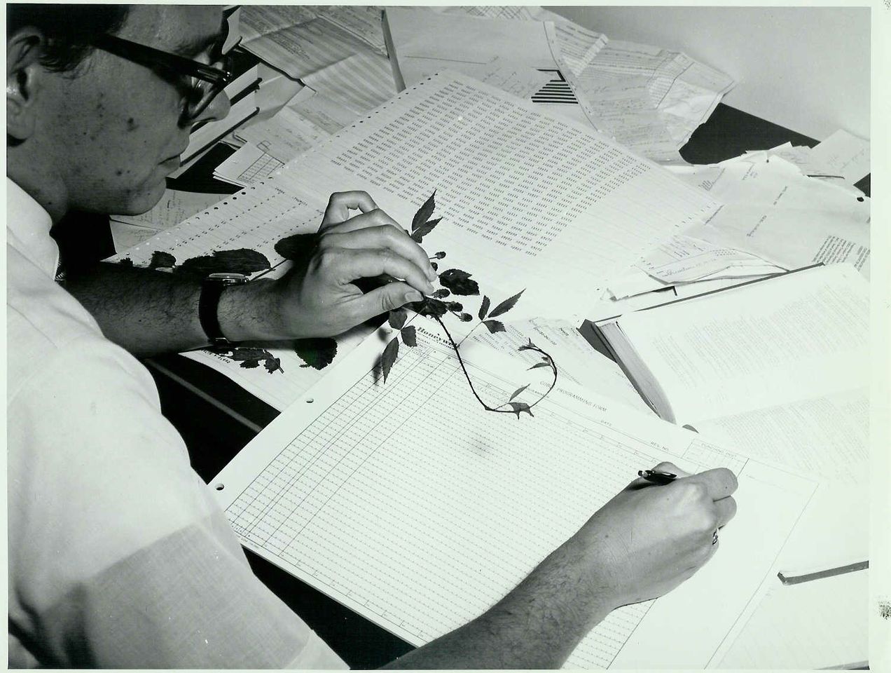 Larry started his heralded career with the Maryland Natural Heritage Program in 1979 before becoming one of The Nature Conservancy's first natural heritage scientists in 1981. He went on the become chief botanist for TNC and then NatureServe before retiring in 2006.