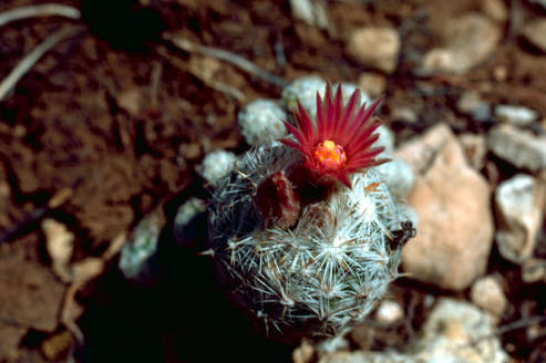 Lee pincushion cactus (Coryphantha sneedii var. leei) | Photo by Gary M. Stolz and U.S. Fish and Wildlife Service 