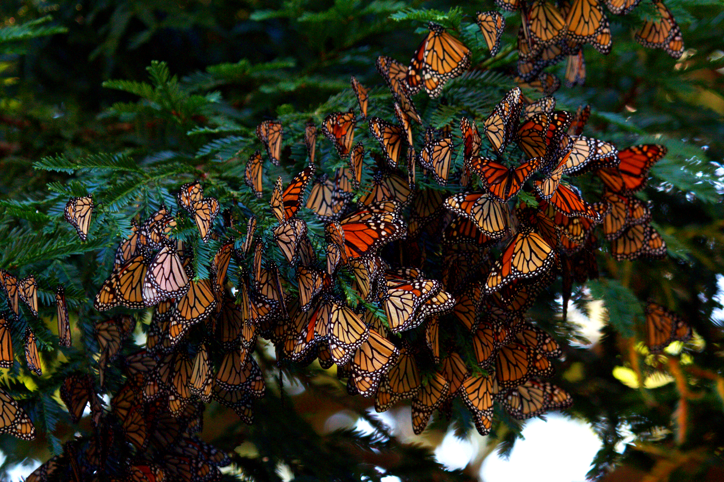 Staggering declines over the last few years have decimated the monarch butterfly in North America, especially the population that only recently was so abundant in the eastern United States, according to a new analysis by NatureServe and the Xerces Society. | Photo by Carly Voight/The Xerces Society