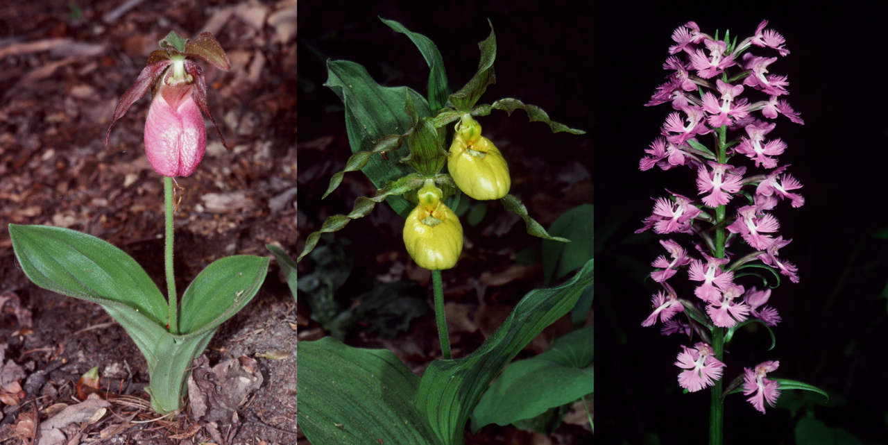 A 2014 report co-authored by Wesley Knapp of the Maryland Natural Heritage Program details the decline of nearly two dozen orchid species in the Catoctin Mountains, including (from left) the Pink lady slipper orchid, the Lady's slipper orchid, and the Large purple fringed orchid | Photos by Richard Wiegand 