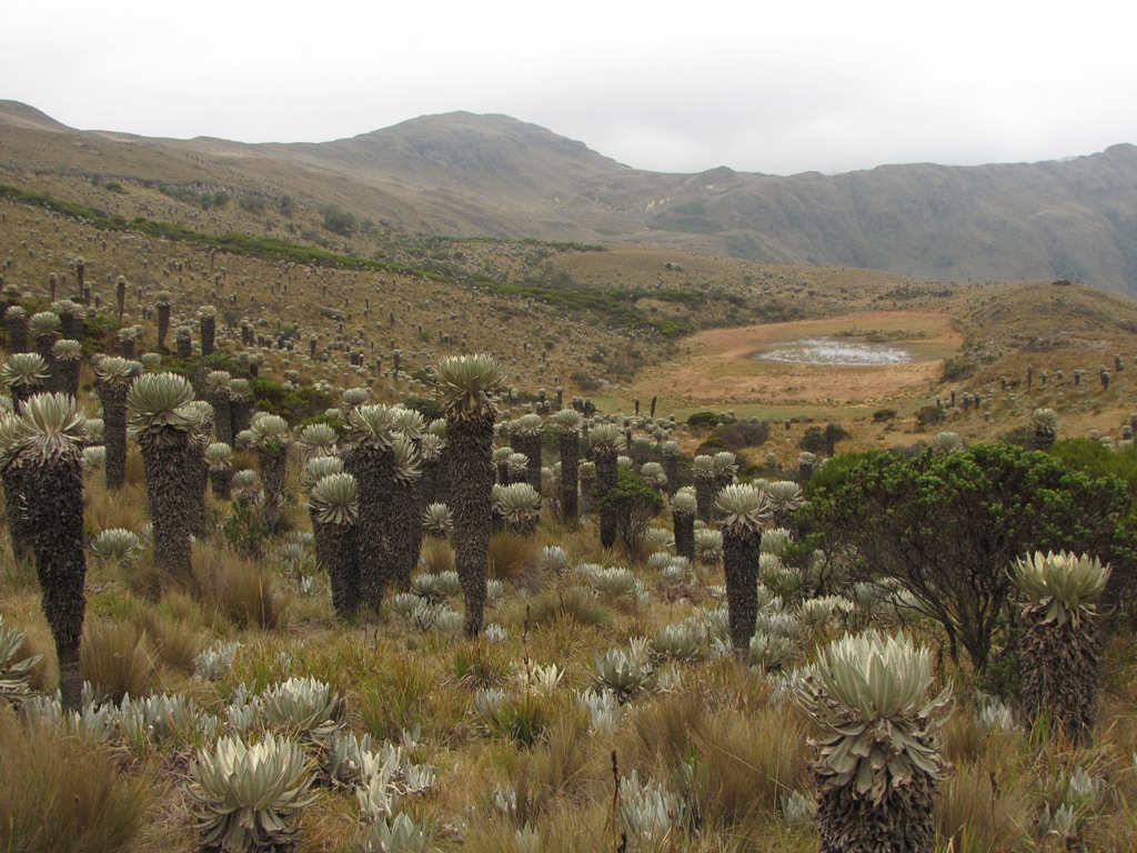 Land managers can use the Model to identify key vulnerabilities of Andean ecosystems (such as this Colombian páramo) for input into climate adaptation planning exercises. Photo by Bruce Young.