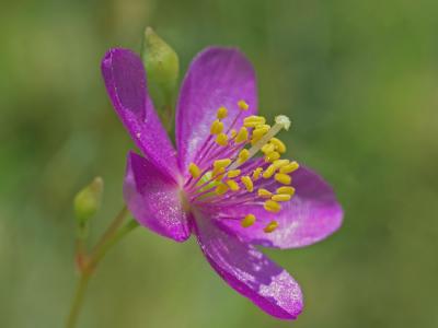The Piedmont Fameflower | Photo by Gary P. Fleming for the Virginia Natural Heritage Program