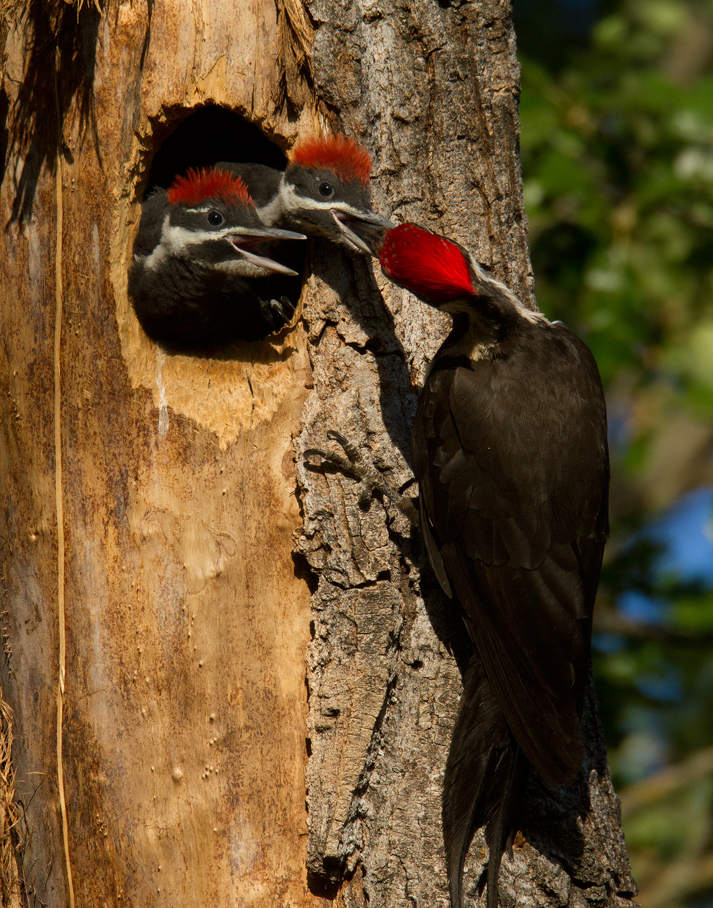 Pileated woodpecker