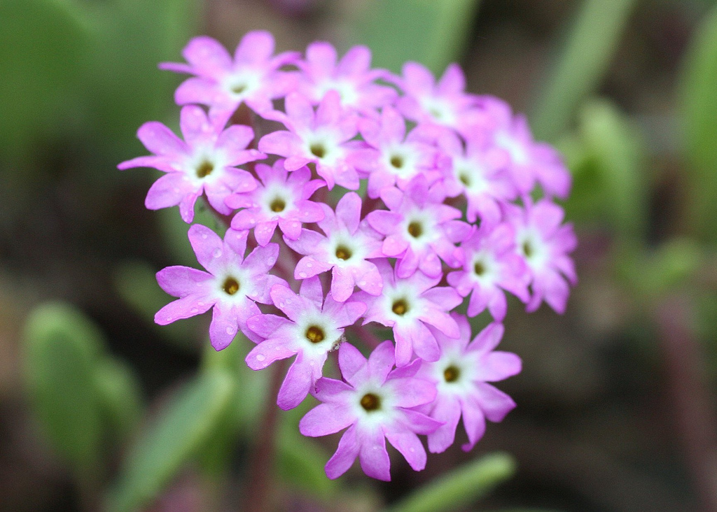 The Pink sand verbena is one of many successful outcomes of the partnership between NatureServe and Parks Canada. The flower was last seen in Canada in 2001. In 2007, it was reintroduced into Pacific Rim National Park Reserve. A year later, much of its critical habitat was protected. Photo by David A. Hoffman