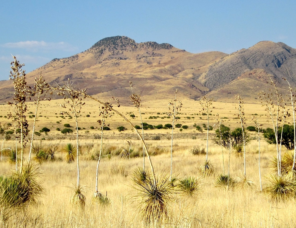 NatureServe’s recent work with the U.S. Bureau of Land Management has included a Rapid Ecological Assessment of the famed “Sky Islands” in southeastern Arizona and southwestern New Mexico. | Photo courtesy of BLM