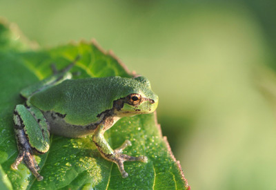 Explore At-Risk Biodiversity Near You