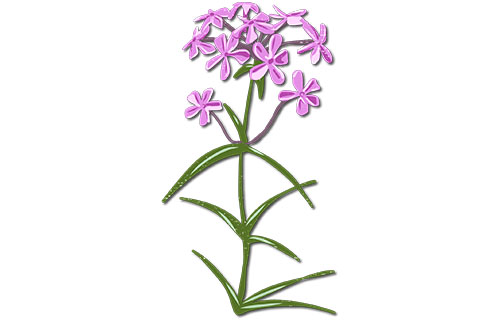 Shale Barren Phlox