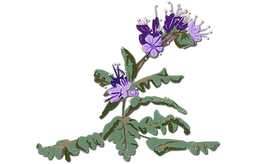 North Park Phacelia