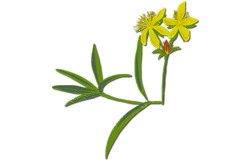 Creeping St. John's-wort