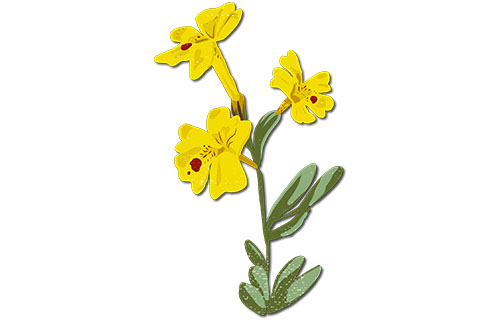 Carson Valley Monkeyflower