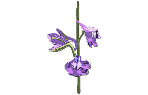 Tall Larkspur