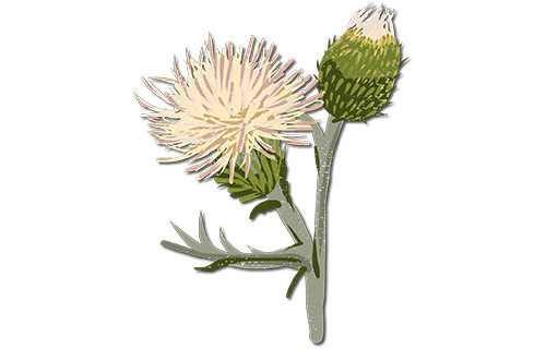 Pitcher’s Thistle