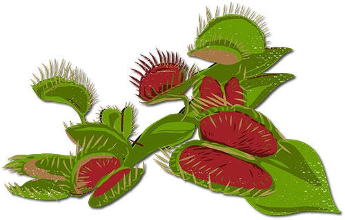 Venus Flytrap