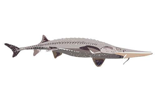 Pallid Sturgeon