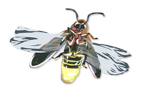  Synchronous Firefly