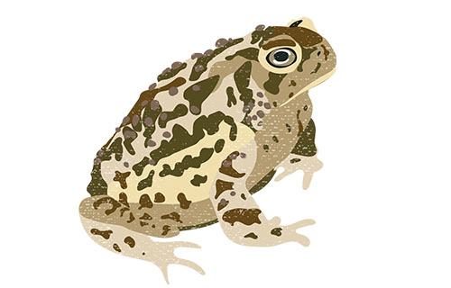 Wyoming Toad