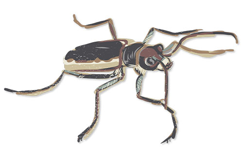  Cobblestone Tiger Beetle