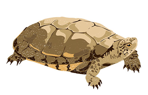 Western Pond Turtle 