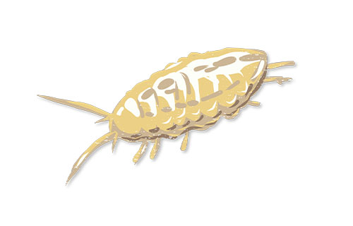  Lee county cave isopod