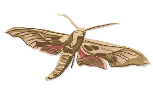  Blanchard's Sphinx Moth