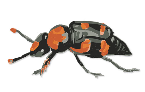  American Burying Beetle