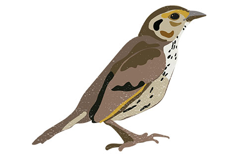 Sharp-tailed Sparrow 