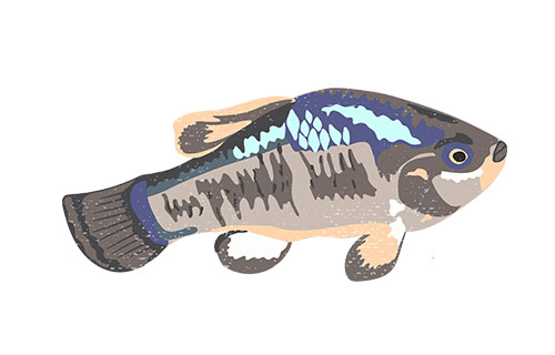 Owens pupfish