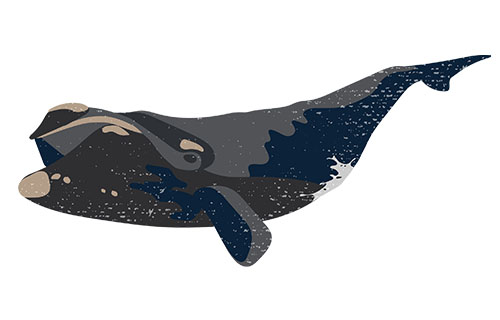 North Pacific Right Whale