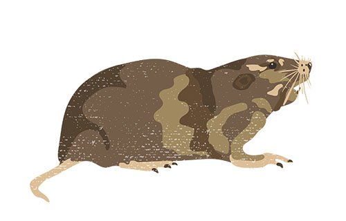 Northern Pocket Gopher