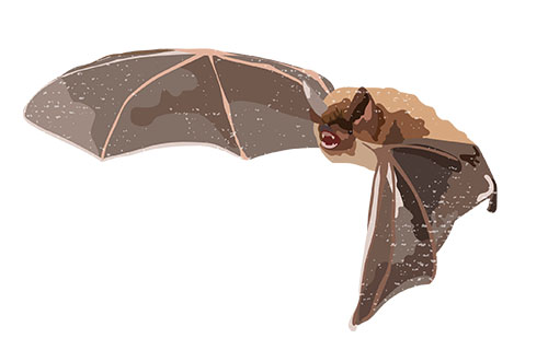 Northern Long-eared Bat