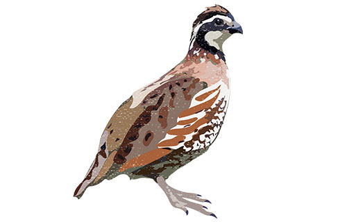 Northern Bobwhite