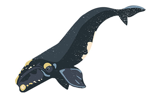 North Atlantic Right Whale