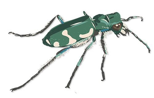  Northern barrens tiger beetle