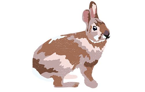 New England Cottontail