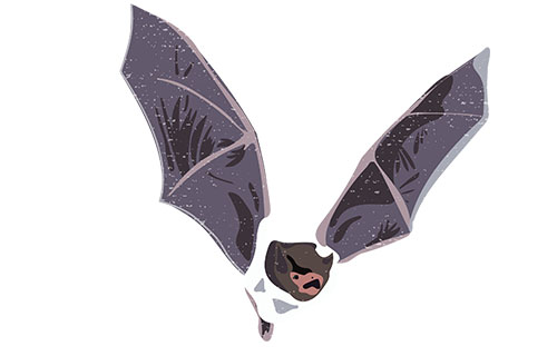 Indiana Bat