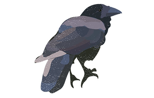 Hawaiian Crow