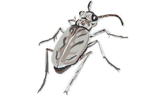  Ghost Tiger Beetle