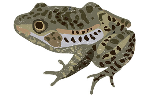 Dusky Gopher Frog