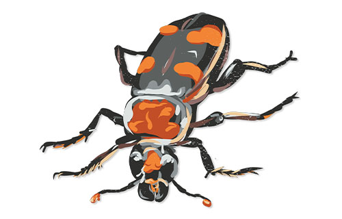  Nicrophorus americanus