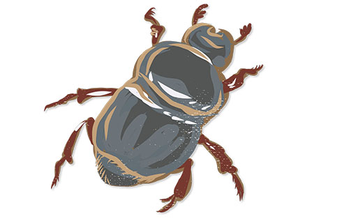  Onthophagus Tortoise Commensal Scarab Beetle