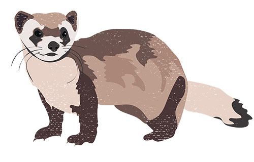 Black-footed Ferret