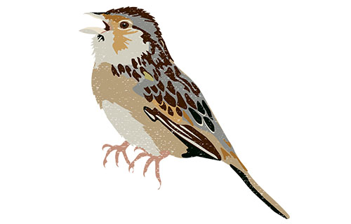 Bachman’s Sparrow