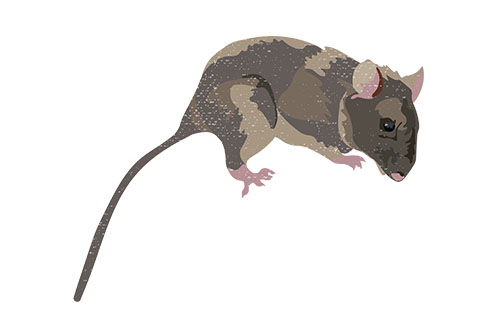 Allegheny woodrat